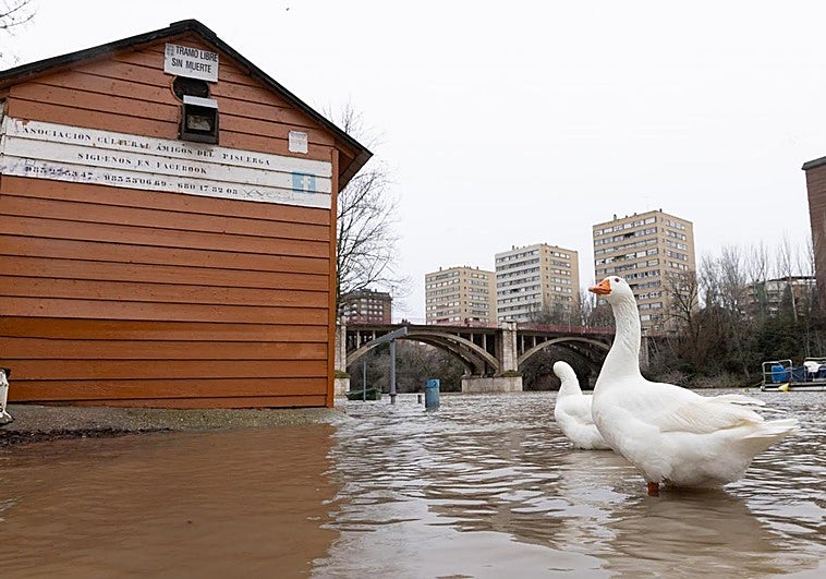 El Pisuerga duplica su caudal en 24 horas y se asoma a sus paseos inferiores en Valladolid